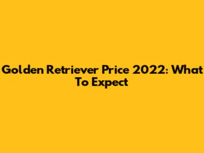Golden Retriever Price 2022: What To Expect