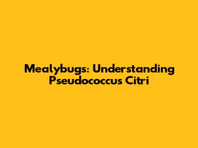 Mealybugs: Understanding Pseudococcus Citri