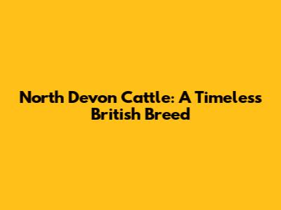 North Devon Cattle: A Timeless British Breed