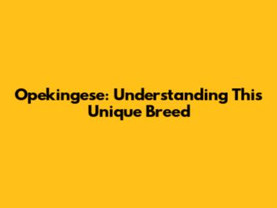 Opekingese: Understanding This Unique Breed