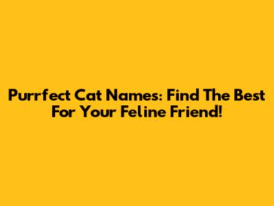 Purrfect Cat Names: Find The Best For Your Feline Friend!