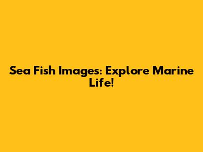 Sea Fish Images: Explore Marine Life!