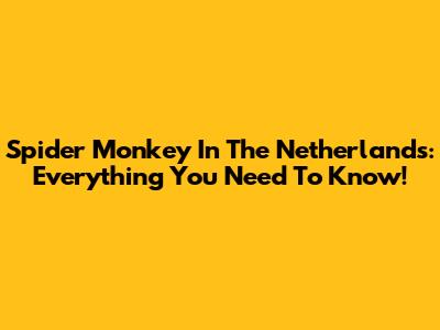 Spider Monkey In The Netherlands: Everything You Need To Know!