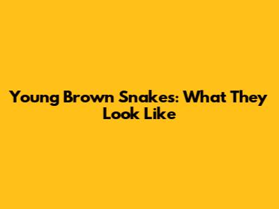 Young Brown Snakes: What They Look Like